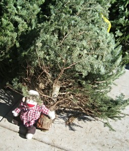 Sock Munkee picking his Christmas tree